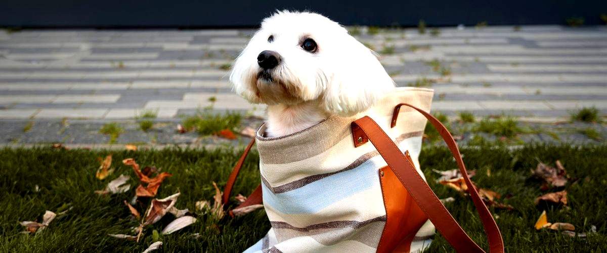 Primark ropa mascotas Primark: Estilo y comodidad para tus peludos