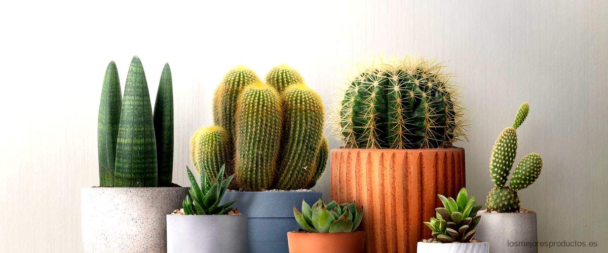 ¿Qué cuidados necesita un cactus pequeño?