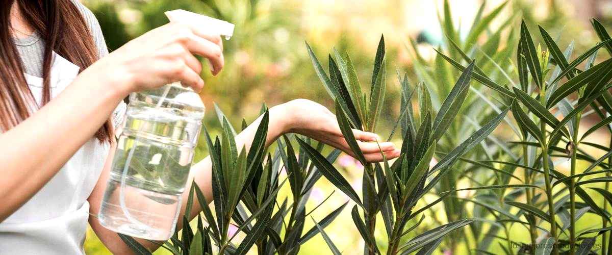 ¿Qué es el jarabe de agave y para qué se utiliza?