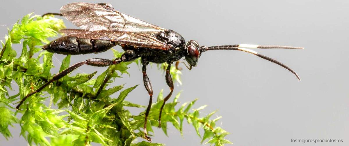 ¿Qué insecticida mata todo tipo de insectos?
