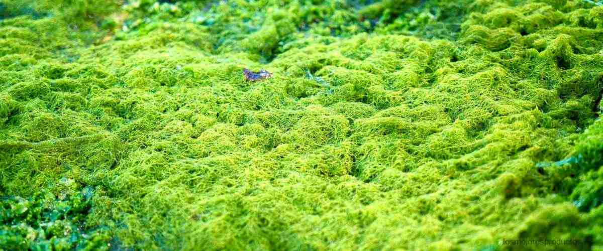 ¿Qué pasa si tomo alga espirulina todos los días?