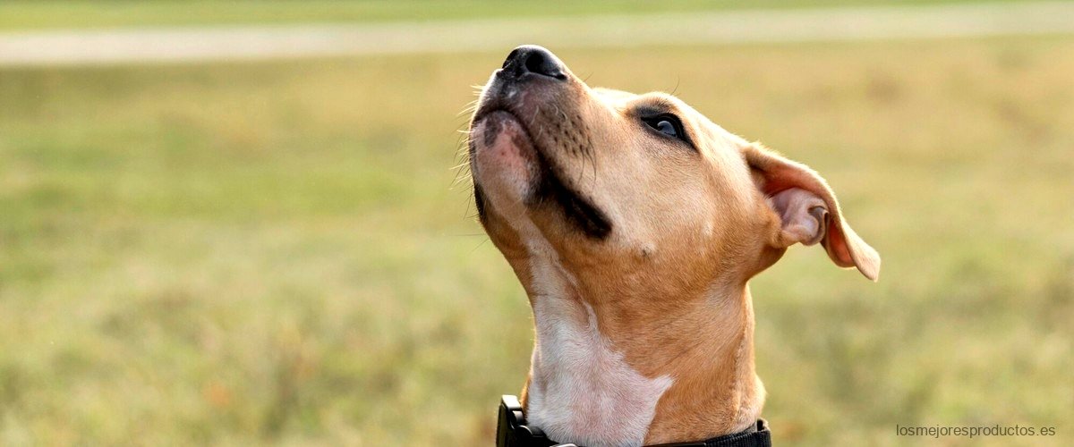 ¿Qué sucede si el collar Scalibor se moja?