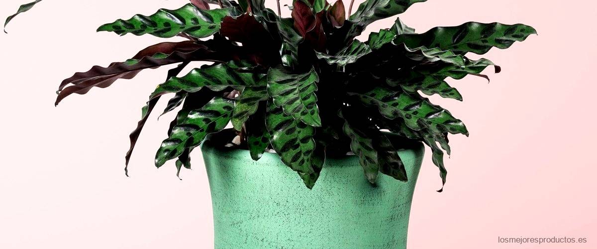 ¿Qué sucede si tengo plantas artificiales en mi casa?