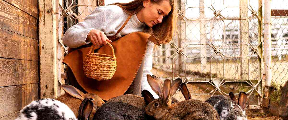 ¿Qué tamaño debería tener una jaula para 2 conejos?