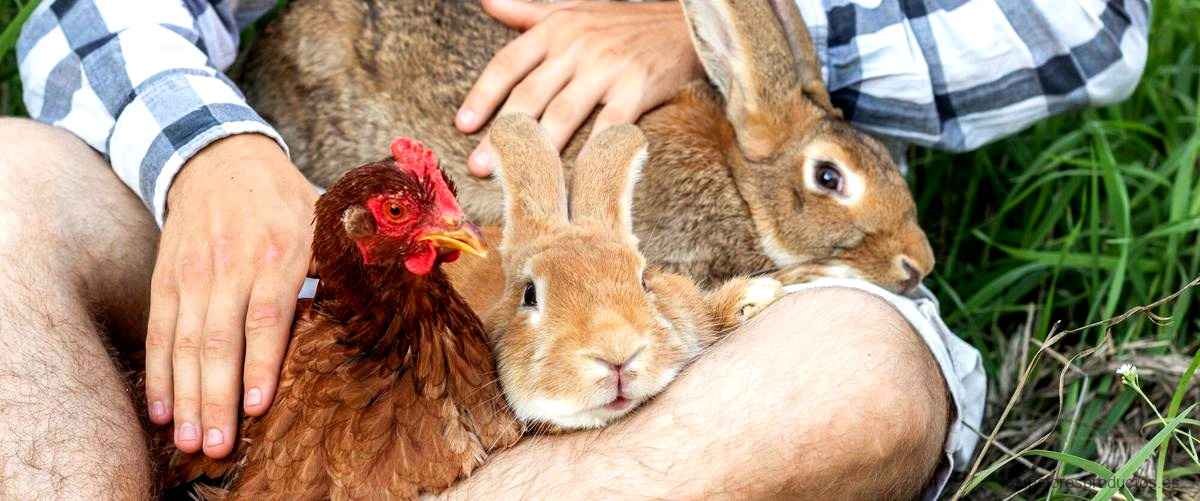 ¿Qué tipo de heno pueden comer los conejos?