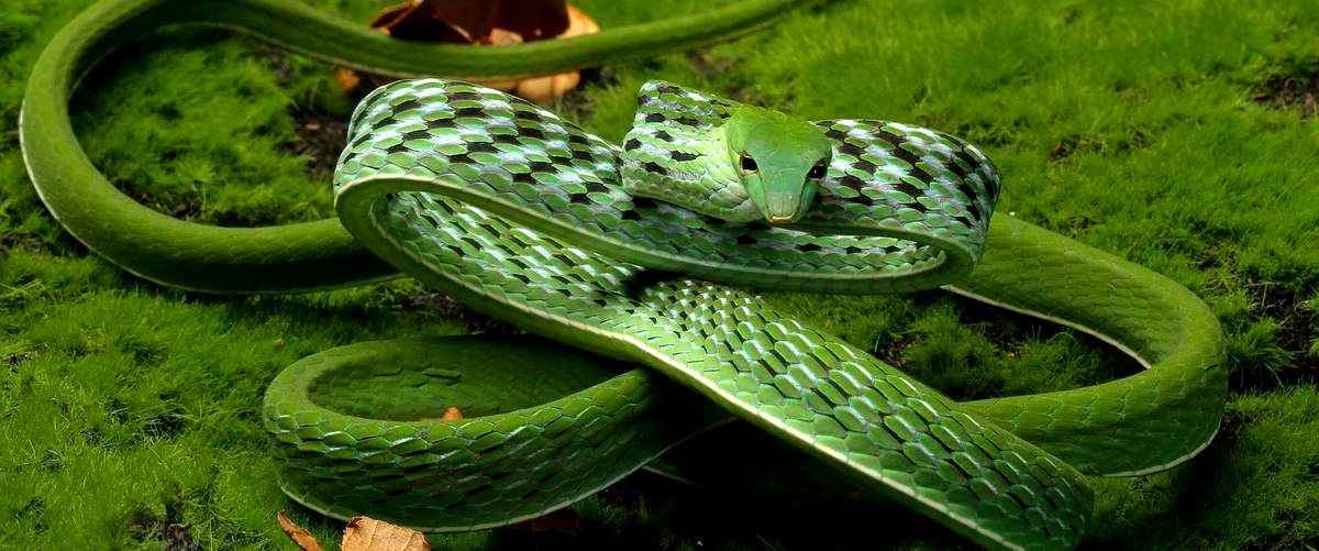 ¿Qué veneno ahuyenta a las serpientes?