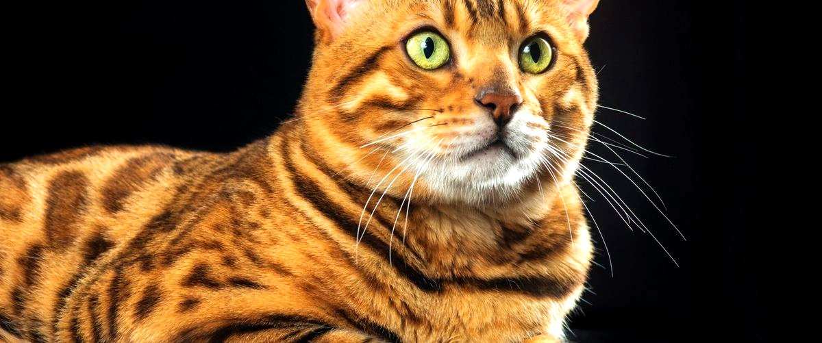 Red para gatos Leroy Merlin: Protege a tus felinos en casa